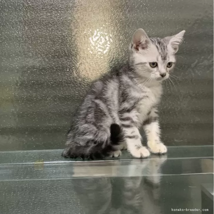 ID:2505-00775の子猫