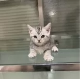 アメリカンショートヘア