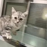 アメリカンショートヘア