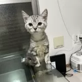 アメリカンショートヘア