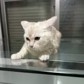 アメリカンショートヘア
