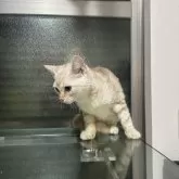 アメリカンショートヘア