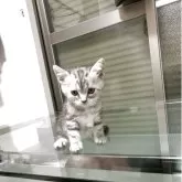 アメリカンショートヘア