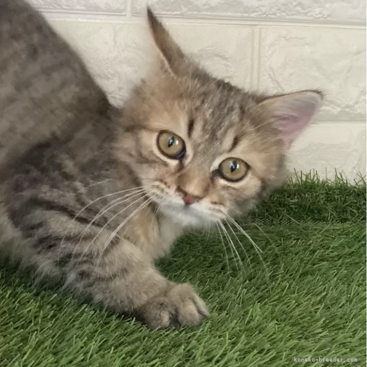 ID:2409-02702の子猫