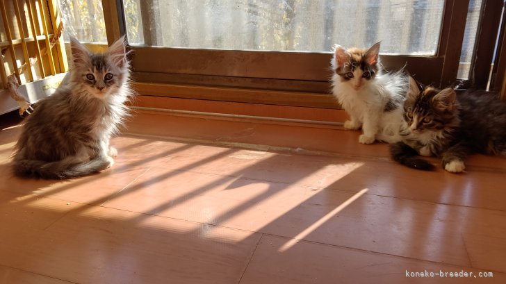 宗村真紀子ブリーダーのブログ：メインクーンの子猫たちお披露目です