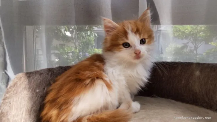 ID:2106-01157の子猫