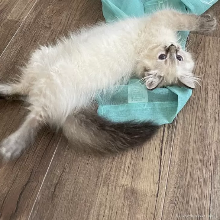 ID:2408-01466の子猫