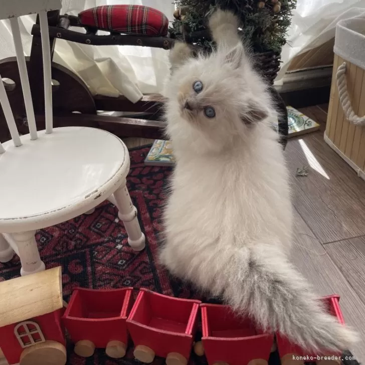 ID:2412-00509の子猫