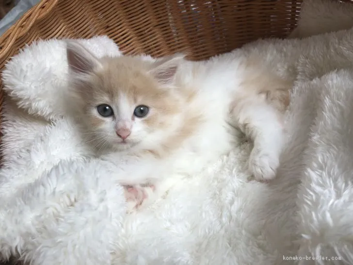 ID：2007-01022の子猫