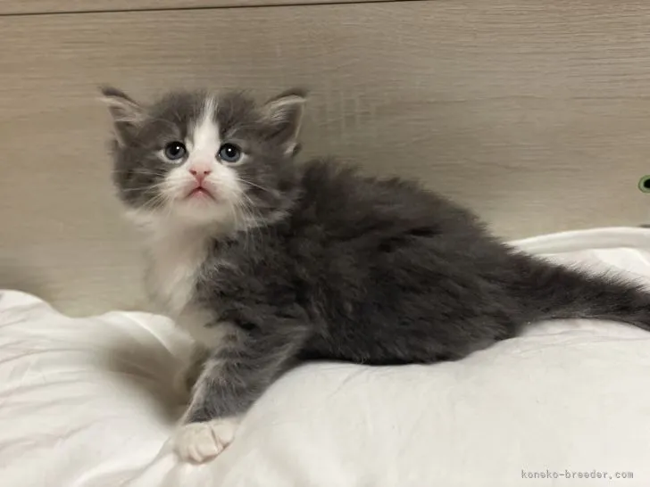 ID:2205-00072の子猫