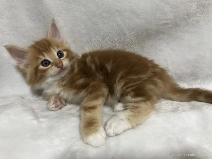 ID:2004-02243の子猫