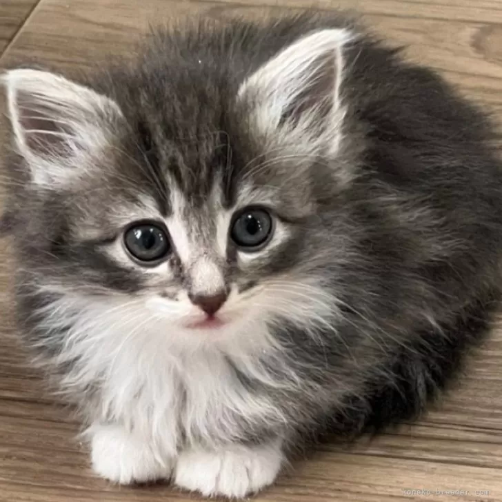 ID：2405-02005の子猫