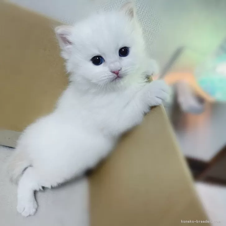 ID：2409-01453の子猫