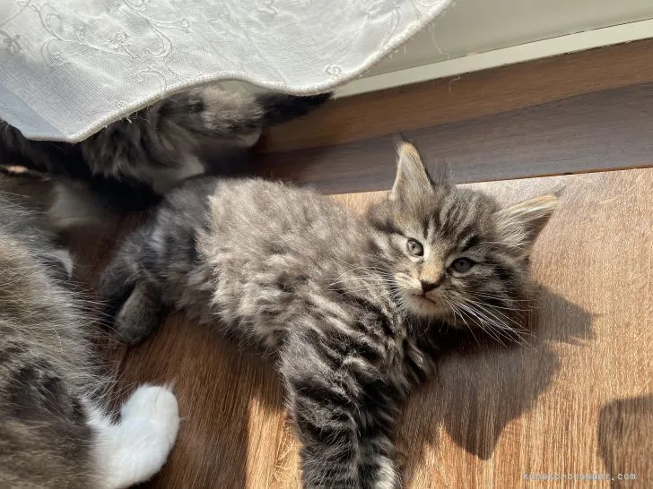 ID:2205-00371の子猫