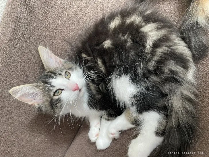 ID:2109-00544の子猫