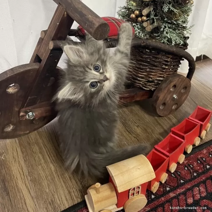 ID:2411-01572の子猫