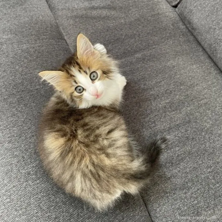 M.N 様のお迎えした子猫