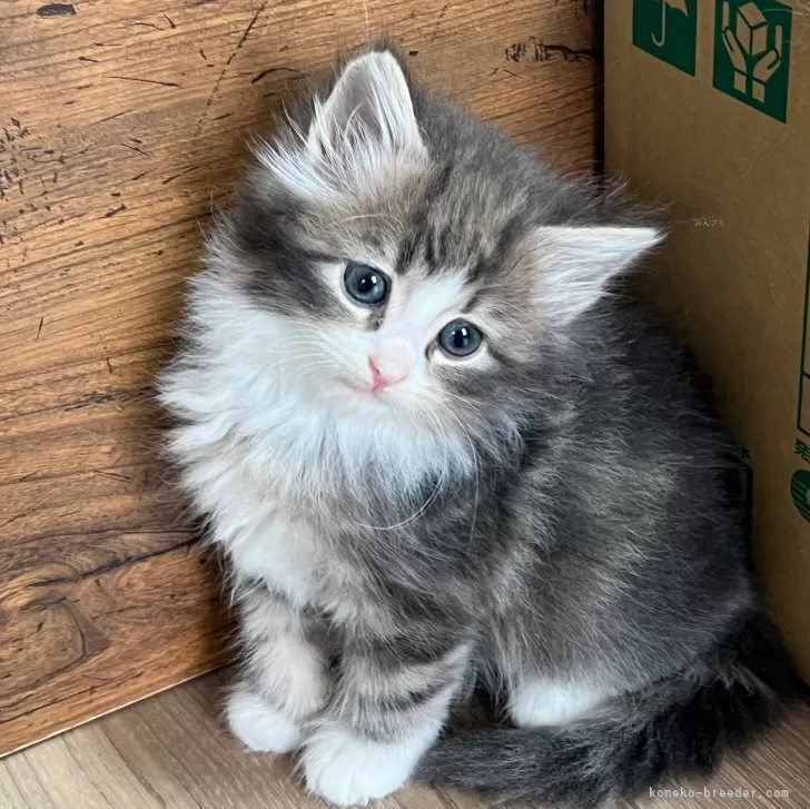 ID：2405-00191の子猫