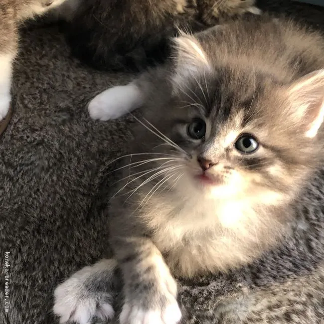 ID：2010-01238の子猫