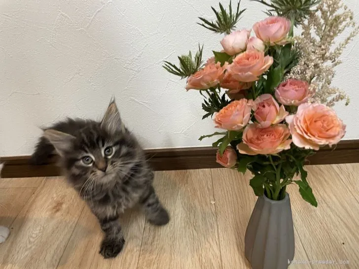 ID:2206-00173の子猫