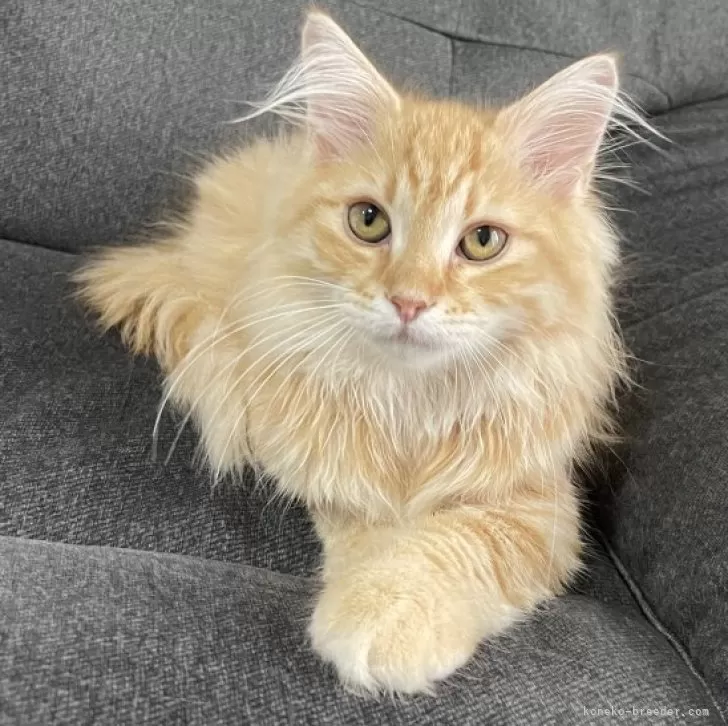 ID:2405-01079の子猫