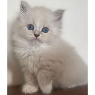 サイベリアン【滋賀県・女の子・2022年9月22日・ブルーリンクスポイント&ホワイト】の写真「両親海外からお迎えしました♪」