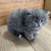 ノルウェージャン&サイベリアン【滋賀県・男の子・2024年3月17日・ブルー&ホワイト】の写真1