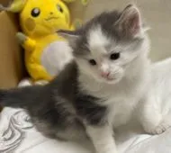 ノルウェージャンフォレストキャット【滋賀県・男の子・2022年3月26日・ブルータビー&ホワイト】の写真2