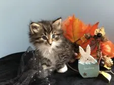 ノルウェージャンフォレストキャット【滋賀県・男の子・2020年9月8日・ブラウンマッカレルタビー&ホワイト】の写真3