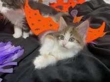 ノルウェージャンフォレストキャット【滋賀県・女の子・2021年7月19日・ブラウンパッチドタビー&ホワイト】の写真5