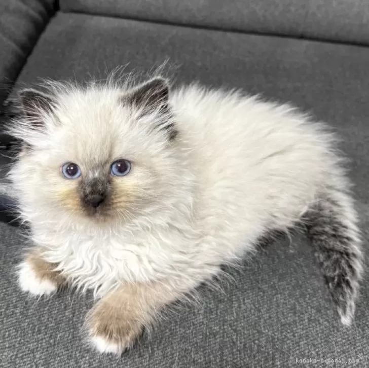 ID:2505-02428の子猫