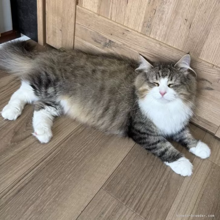 ノルウェージャンフォレストキャット【滋賀県・男の子・2024年5月15日・ブラウンマッカレルタビー&amp;ホワイト】の写真1