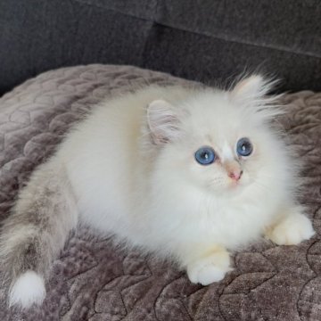 サイベリアン【滋賀県・女の子・2025年5月5日・トーティリンクスポイント&ホワイト】の写真「外産血統♪甘えた膝猫」