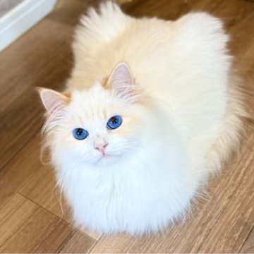 サイベリアン【滋賀県・男の子・2024年7月20日・レッドリンクスポイント&ホワイト】の写真「両親海外からお迎えしました
ポテポテボディ♡」