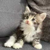 ノルウェージャンフォレストキャット