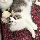 ノルウェージャンフォレストキャット