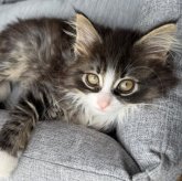 ノルウェージャンフォレストキャット