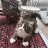 ノルウェージャンフォレストキャット