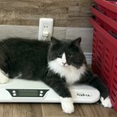 ノルウェージャンフォレストキャット