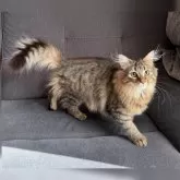 ノルウェージャンフォレストキャット