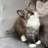 ノルウェージャンフォレストキャット