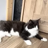 ノルウェージャンフォレストキャット【滋賀県・男の子・2024年5月15日・ブルー&ホワイト】の写真2
