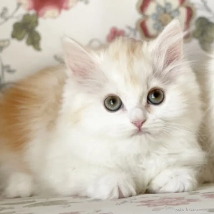 ID:2303-02605の子猫