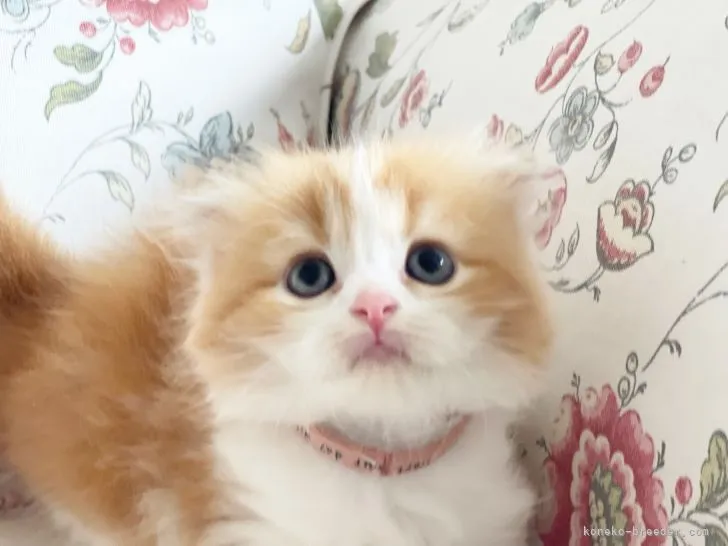 ID：2107-02536の子猫