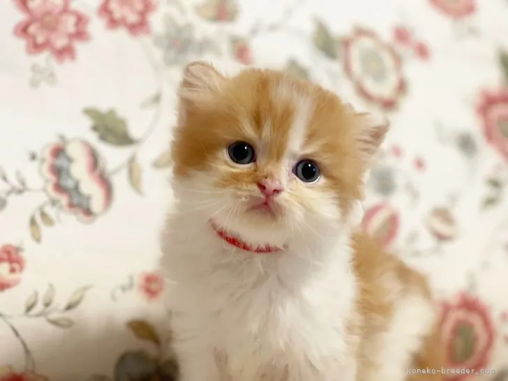 ID:2108-00657の子猫
