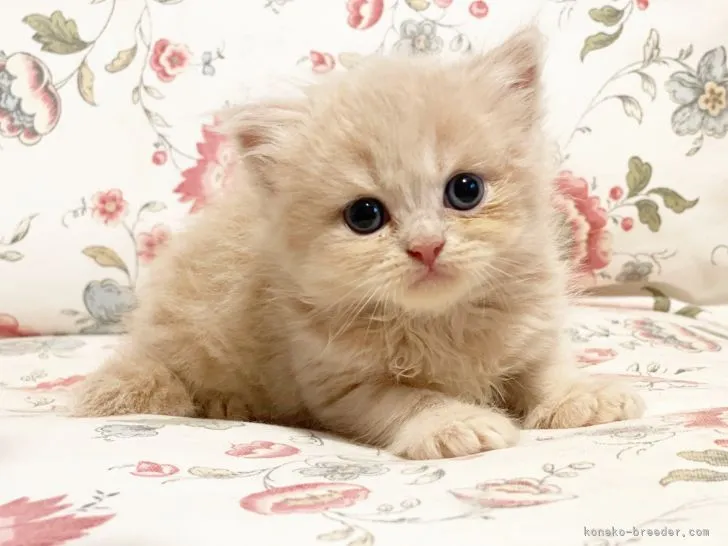 ID：2108-00661の子猫