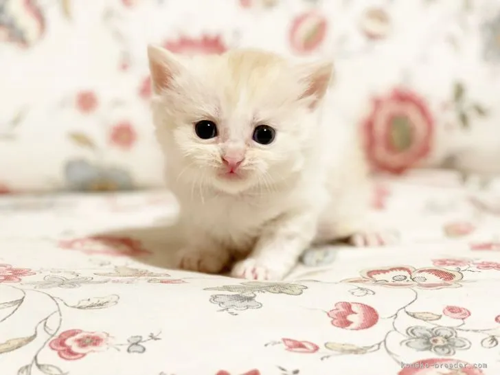ID：2108-00562の子猫