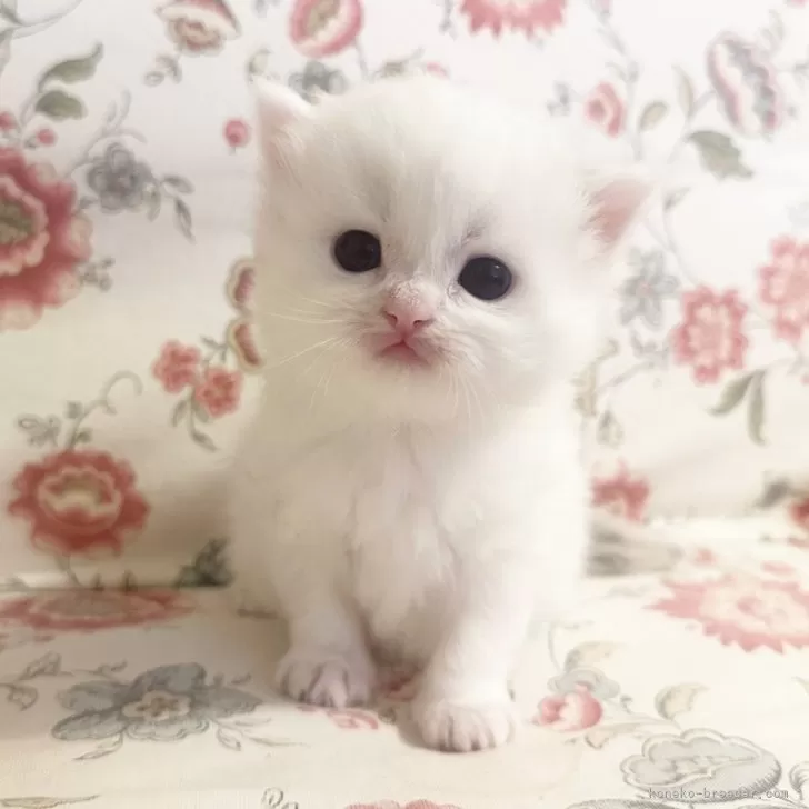 ID：2402-02194の子猫