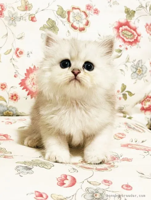ID：2108-00296の子猫