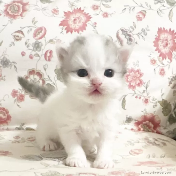 ID:2402-02368の子猫